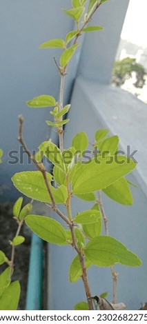 Natural leaf picture from my gardens tree Hope you like it. Thanks for buying.