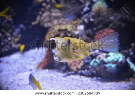 Closeup of tropical cow fish swimming in tank at local aquarium