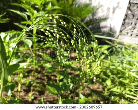 picture of green plants in the garden