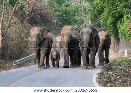 Herd of wild elephants with baby elephant from the deep jungle come out to walking on road that cross into the big mountain, Thailand. Family wild elephant walking and crossing the paved road