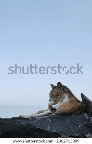 cat sunbathing on the beach