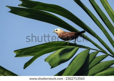 Hajj bondol, haji sparrow, or what is called emprit haji in Javanese, is a bird that belongs to the Estrildidae tribe.
