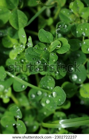  Green clover leaves natural background. shamrocks, symbol of St.Patrick's day. 17 march holiday concept banner
