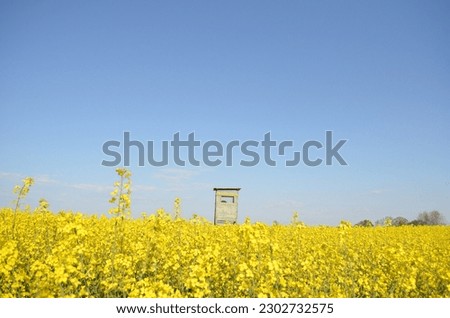 Canola field (Rapeseed) which is used to produce canola oil or rapeseed oil in a rural area of Germany, with a hunt pulpit stock