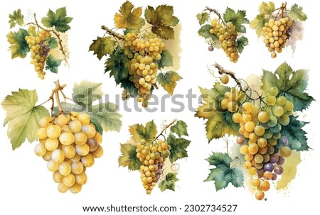 Vector Grapes. set of grapes and vine leaves watercolor illustration. White wine grapes Royalty-Free Stock Photo #2302734527