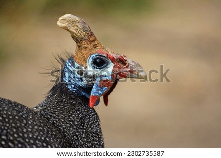 A portrait of a Helmeted guineafowl (Numida meleagris) in South Africa Royalty-Free Stock Photo #2302735587