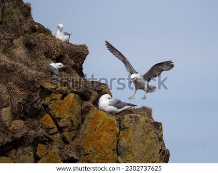 Seagull nesting and flying in Iceland Royalty-Free Stock Photo #2302737625