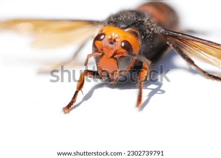 Front face of Northern giant hornet 
(Macro photograph on a sunny outdoor, white wooden table top)
