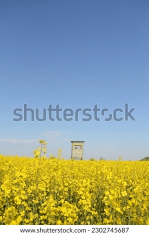 Canola field with a hunt pulpit stock in the middle, Sunny day, Greifswald spring , Germany