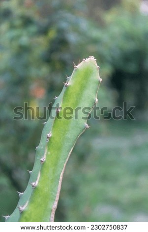 Selective focus of Green Cactus plant growing at garden in summer season.