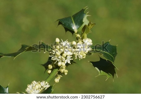 Closeup of white flowers of holly (Ilex aquifolium) in spring in a Dutch garden. May.                                Royalty-Free Stock Photo #2302756627