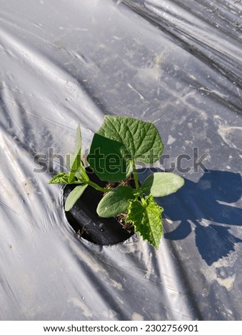 Growing cucumber seedlings planted in the hole.