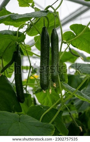 Young green cucumbers vegetables hanging on lianas of cucumber plants in green house, agriculture in the Netherlands