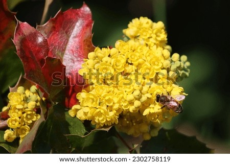 Sweden. Mahonia aquifolium, the Oregon grape or holly-leaved barberry, is a species of flowering plant in the family Berberidaceae, native to western North America. 