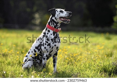 Dalmatian dog with red collar posing sitting surrounded by green nature, flowers and trees Royalty-Free Stock Photo #2302759463