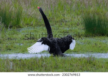 A beautiful animal portrait of a rare Black Swan on a lake