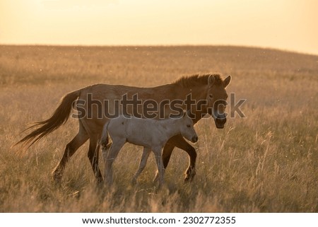 Wild Przewalski's horses. A rare and endangered species originally native to the steppes of Central Asia. Reintroduced at the steppes of South Ural. Sunset, golden hour Royalty-Free Stock Photo #2302772355
