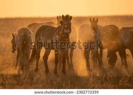 Wild Przewalski's horses. A rare and endangered species originally native to the steppes of Central Asia. Reintroduced at the steppes of South Ural. Sunset, golden hour Royalty-Free Stock Photo #2302772359