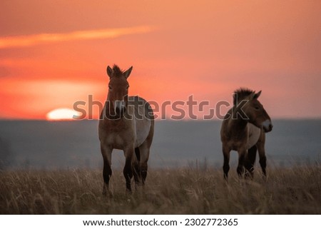 Wild Przewalski's horses. A rare and endangered species originally native to the steppes of Central Asia. Reintroduced at the steppes of South Ural. Sunset, golden hour Royalty-Free Stock Photo #2302772365