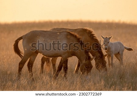 Wild Przewalski's horses. A rare and endangered species originally native to the steppes of Central Asia. Reintroduced at the steppes of South Ural. Sunset, golden hour Royalty-Free Stock Photo #2302772369