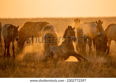 Wild Przewalski's horses. A rare and endangered species originally native to the steppes of Central Asia. Reintroduced at the steppes of South Ural. Sunset, golden hour Royalty-Free Stock Photo #2302772397