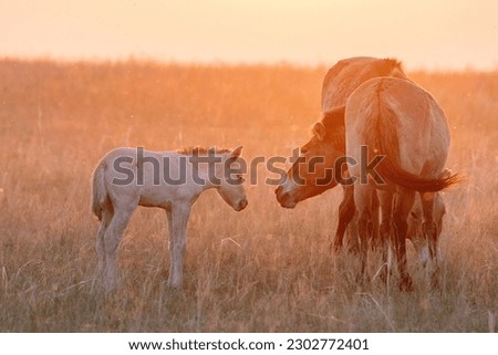 Wild Przewalski's horses. A rare and endangered species originally native to the steppes of Central Asia. Reintroduced at the steppes of South Ural. Sunset, golden hour Royalty-Free Stock Photo #2302772401
