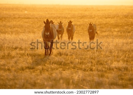 Wild Przewalski's horses. A rare and endangered species originally native to the steppes of Central Asia. Reintroduced at the steppes of South Ural. Sunset, golden hour Royalty-Free Stock Photo #2302772897