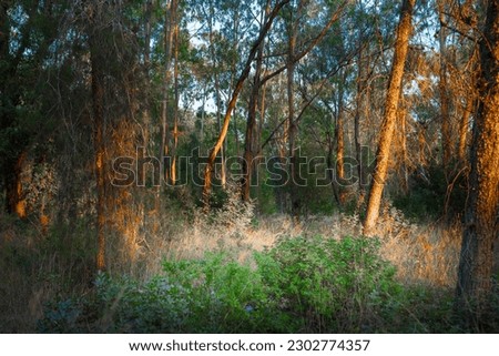 Autumn. Spring. Summer. Season. Woods in the evening. Beautiful forest, green and colorful view. Pine trees, bushes and grass. Outdoor adventure. Sunlight
