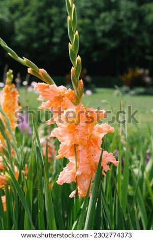 Orange gladioli flowers in the garden in summer Royalty-Free Stock Photo #2302774373