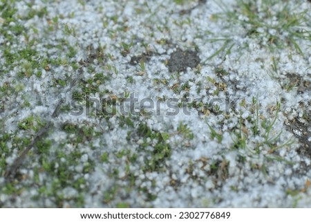 Poplar fluff, photo of seeds. This "fluff" is actually poplar seeds that are produced by the female trees of the species, but it’s not the fluff or the seeds that are making you sneeze.