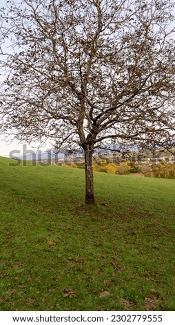 Picture of A Tree  In The Middle Of A Field
