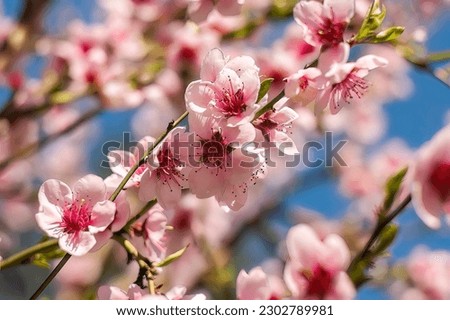 Detail of the flower of a peach tree in spring. Royalty-Free Stock Photo #2302789981