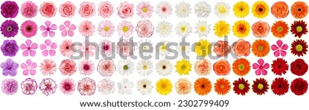 Top view of head shot flowers full depth of field on the photo. Big collection set of various colorful Flowers  isolated on White Background.Studio shot perfectly retouched, Flat lay . Royalty-Free Stock Photo #2302799409
