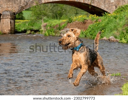 National pet month. An Airedale Terrier dog happily running and jumping in a river. Sharp focus focus on the eye of the dog.  Royalty-Free Stock Photo #2302799773