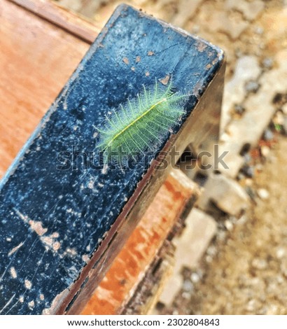 A hairy green caterpillar on a wooden bench