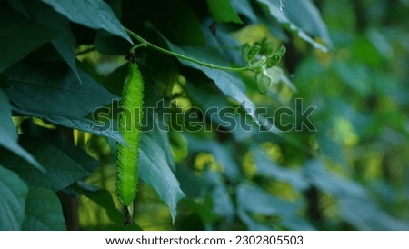 Winged bean (Kecipir; Kelongkan; Goa pea; Asparagus pea ). Winged bean is a vine belonging to the Fabaceae tribe. Young shoots and pods are used as vegetables.