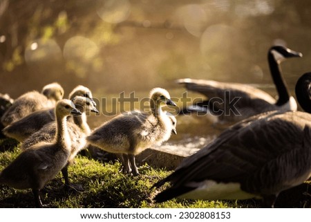 Baby ducklings of canada goose with parents in grass in the warm light of sunrise in Germany, Europe