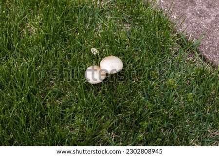 fairy ring mushrooms or toadstools growing in the yard Royalty-Free Stock Photo #2302808945