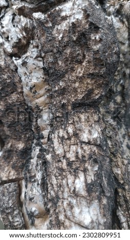 Photo of a log. Tree bark. Abstract motif. Great for wallpaper