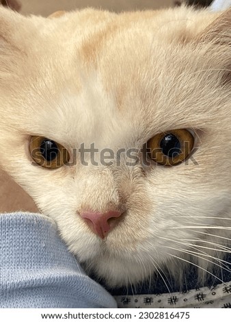 close white cat picture portrait. 