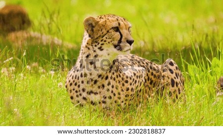 A cheetah in the grass with a green background