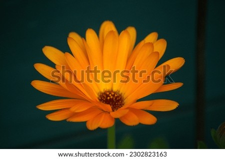 Flower Calendula with deep green background
