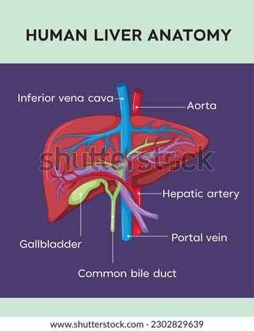 Anatomy of the human liver  