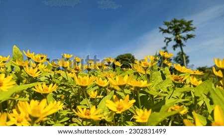 Yellow Flower Background Images HD