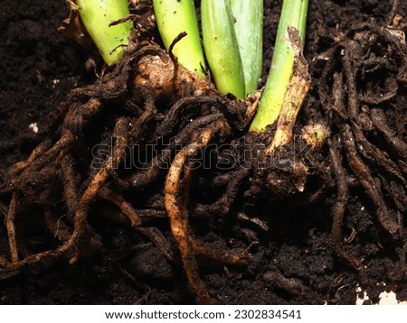 plant transplant Zamioculcas rotting roots Royalty-Free Stock Photo #2302834541