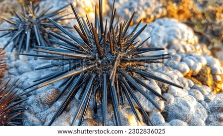 sea ​​animals on the beach are dangerous black sea urchins