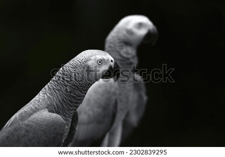 Close up of Timneh Grey Parrot (Psittacus timneh) in the park, selective focus. 