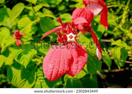 A picture of ixoroideae flowers. Most beautiful flowers 