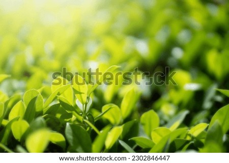 Fresh green leaf with sunlight on blurred greenery background. Natural green leaves bokeh.