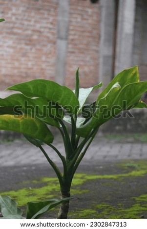 Small plants that grow shady. Can make design materials, images, backgrounds.